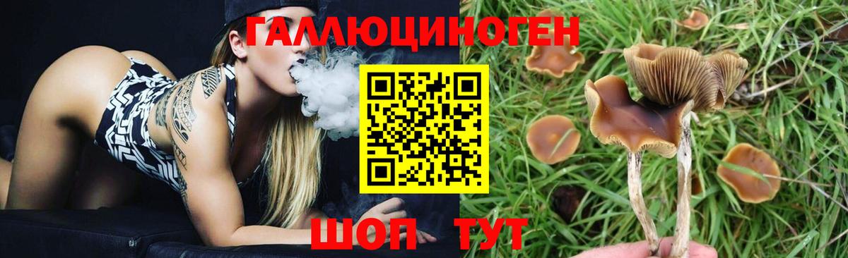 где продают   Псилоцибиновые грибы Psilocybe  Вход с VPN  Елабуга 